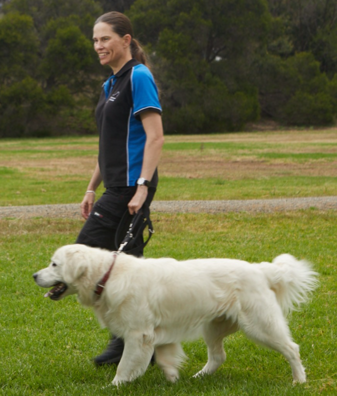 Experienced dog trainer walking a Golden Retriever in Caulfield