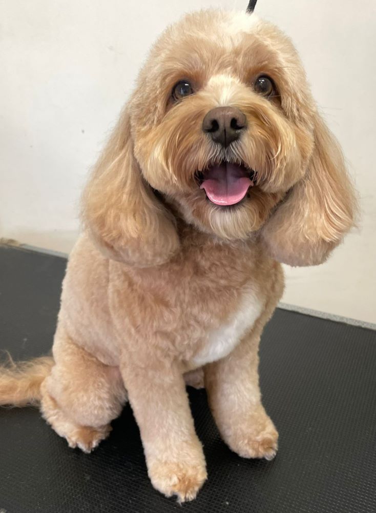 Beautiful Cavoodle after a professional full groom at Carlisle Street Grooming Studio in Balaclava